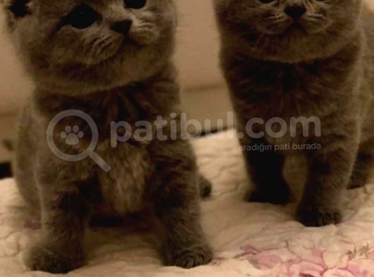 Mükemmel Kalitede Oyuncu Scottish Fold Yavruları görsel