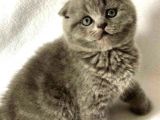Mükemmel Kalitede Oyuncu Scottish Fold Yavruları