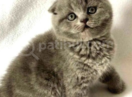 Mükemmel Kalitede Oyuncu Scottish Fold Yavruları görsel