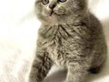 Mükemmel Kalitede Oyuncu Scottish Fold Yavruları