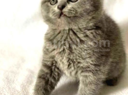 Mükemmel Kalitede Oyuncu Scottish Fold Yavruları görsel
