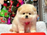 8 Haftalık Erkek Dişi Pomeranian Boo Bebekler