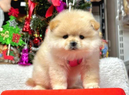 8 Haftalık Erkek Dişi Pomeranian Boo Bebekler