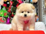 8 Haftalık Erkek Dişi Pomeranian Boo Bebekler
