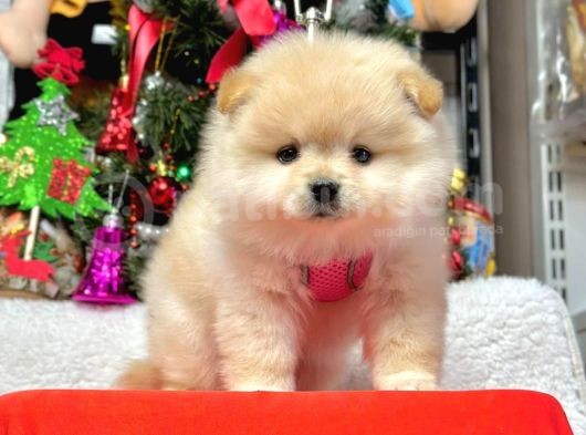 8 Haftalık Erkek Dişi Pomeranian Boo Bebekler görsel