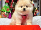 8 Haftalık Erkek Dişi Pomeranian Boo Bebekler
