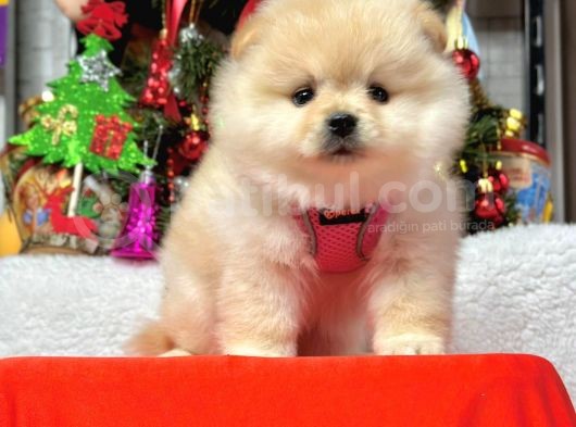 8 Haftalık Erkek Dişi Pomeranian Boo Bebekler görsel