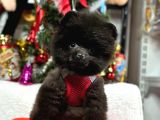 Safkan Minicik Pomeranian Boo Yavrular