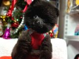 Safkan Minicik Pomeranian Boo Yavrular