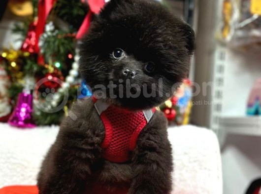 Safkan Minicik Pomeranian Boo Yavrular görsel