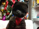 Safkan Minicik Pomeranian Boo Yavrular