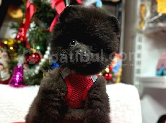 Safkan Minicik Pomeranian Boo Yavrular görsel