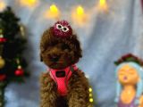 Erkek Dişi Red Brown Toy Poodle Yavrular