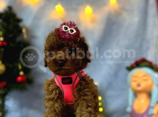 Erkek Dişi Red Brown Toy Poodle Yavrular