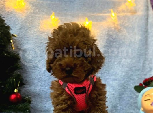 Erkek Dişi Red Brown Toy Poodle Yavrular görsel