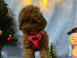 Erkek Dişi Red Brown Toy Poodle Yavrular