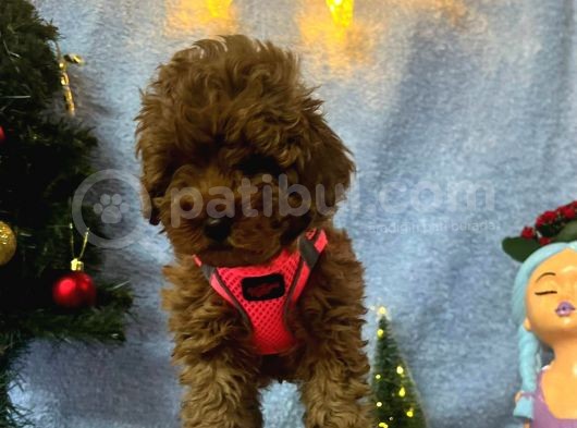 Erkek Dişi Red Brown Toy Poodle Yavrular görsel