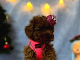 Erkek Dişi Red Brown Toy Poodle Yavrular