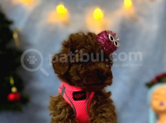 Erkek Dişi Red Brown Toy Poodle Yavrular görsel