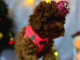 Erkek Dişi Red Brown Toy Poodle Yavrular