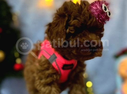 Erkek Dişi Red Brown Toy Poodle Yavrular görsel