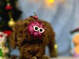 Erkek Dişi Red Brown Toy Poodle Yavrular