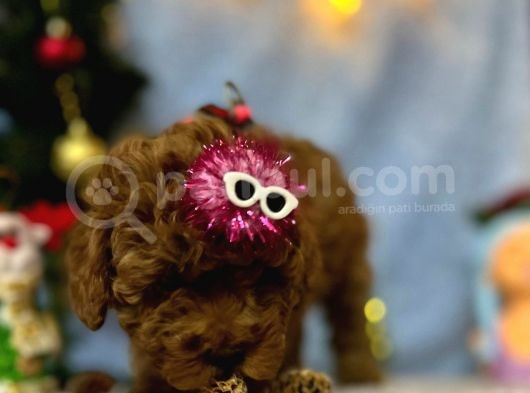 Erkek Dişi Red Brown Toy Poodle Yavrular görsel