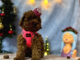 Erkek Dişi Red Brown Toy Poodle Yavrular