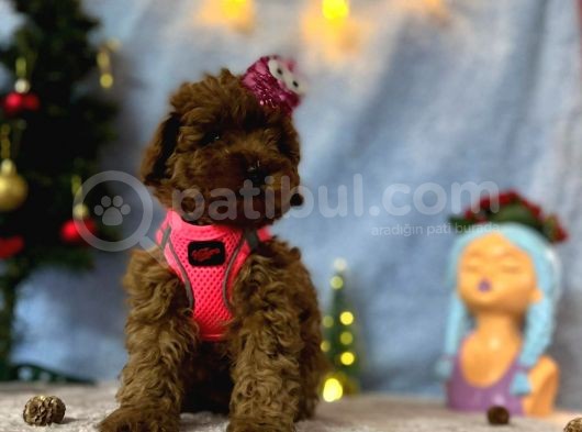 Erkek Dişi Red Brown Toy Poodle Yavrular görsel