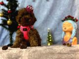 Erkek Dişi Red Brown Toy Poodle Yavrular