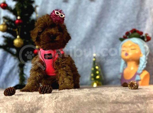Erkek Dişi Red Brown Toy Poodle Yavrular görsel