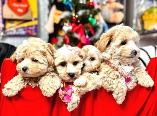 Show Kalite Maltipoo Bebekler görsel