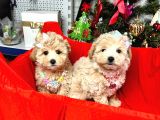 Show Kalite Maltipoo Bebekler