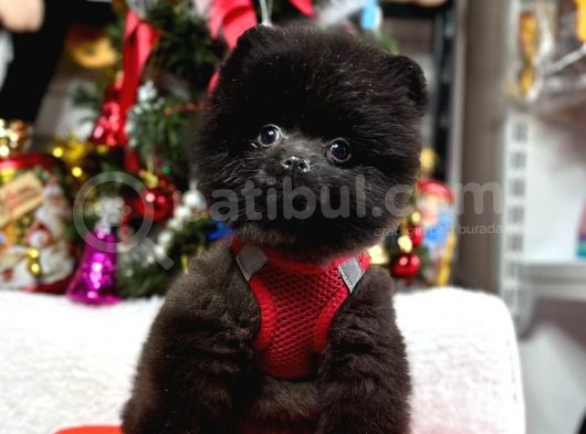 Safkan Pomeranian Boo Yavrularımız görsel