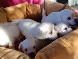 Mini Koy Kar Beyaz Maltese Yavrularımız