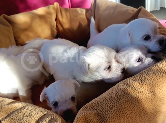 Mini Koy Kar Beyaz Maltese Yavrularımız görsel