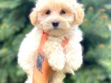 Teacup Sütlü Kahveli̇ Di̇şi̇ Malti̇po