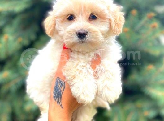 Teacup Sütlü Kahveli̇ Di̇şi̇ Malti̇po