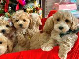 Maltipoo Dizayn Irk Sevimli Yavrular