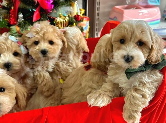 Maltipoo Dizayn Irk Sevimli Yavrular