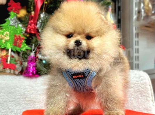 Sevimli Pomeranian Boo Mini Boy Yavrular