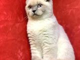 Erkek Blue Point  Scottish Fold Yavrumuz