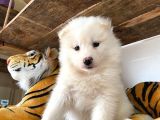 Kar Topu Samoyed Bebekler