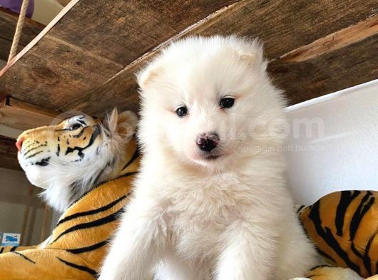 Kar Topu Samoyed Bebekler görsel