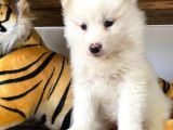 Kar Topu Samoyed Bebekler
