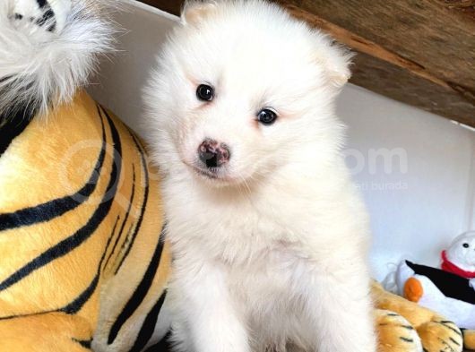 Kar Topu Samoyed Bebekler görsel
