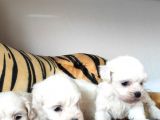Sifir Numara Maltese Terri̇er Irk Garanti̇li̇
