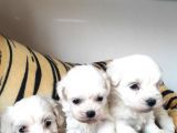 Sifir Numara Maltese Terri̇er Irk Garanti̇li̇