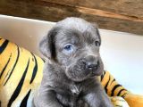 Blue Cane Corso Irk Garanti̇li̇ Tesli̇m