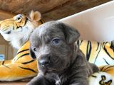 Blue Cane Corso Irk Garanti̇li̇ Tesli̇m